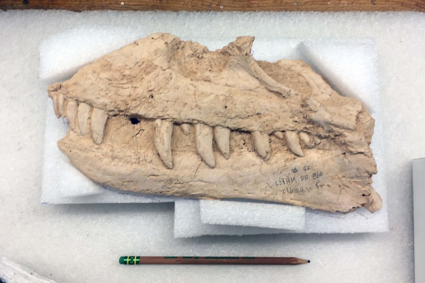 Media for Rediscovering a Dinosaur Named Elmer